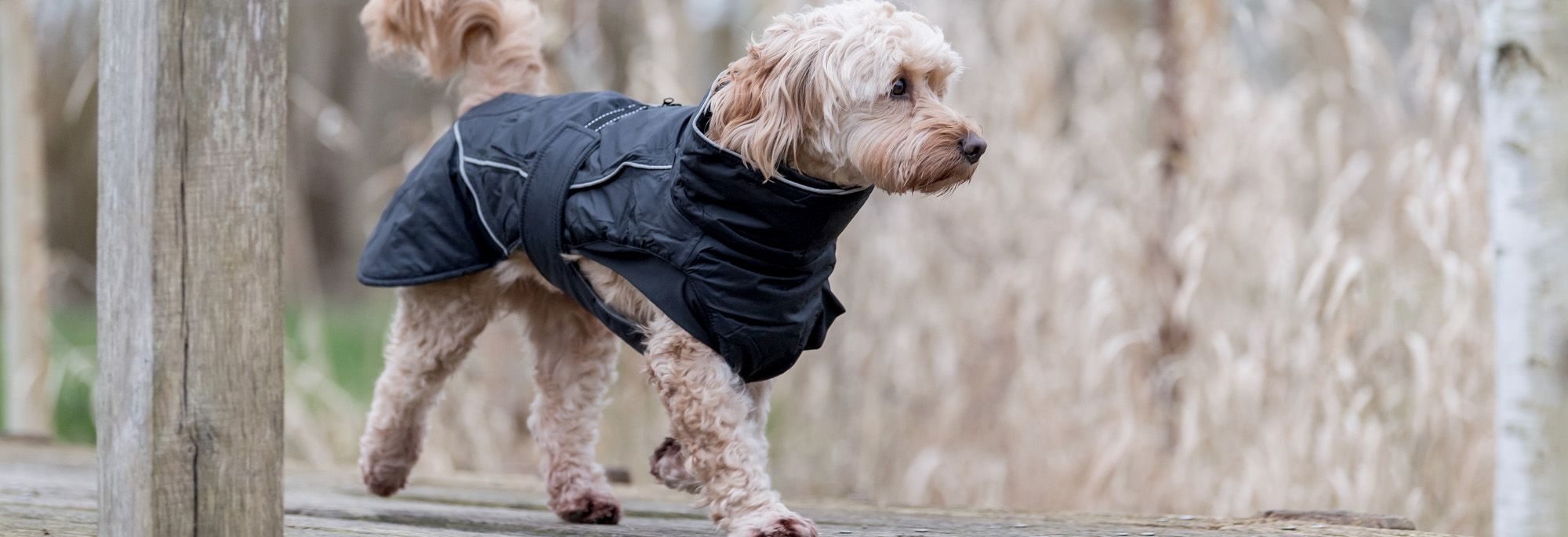 Hundebedarf Geschäft -Hundebedarf Geschäft 1