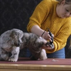 Moser Schermaschine REX MINI -Hundebedarf Geschäft 26311403a9d7b70c3de3d6d478c9b7979d52d818 8d6659a959561a0e293ec7332a89fd631110efed