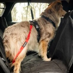 STUCH Universeller Bungee Autogurt Für Hunde & Katzen Schwarz -Hundebedarf Geschäft 29f8c58f9a2170443cdbfab80e97859e55a39e9c 1395474 de DE b8d8a9a39168a010e809b0c580f34d4690b1ed7fytnKHn