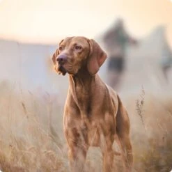 REAL NATURE Adult Rind Mit Ital. Schinken 6x400 G -Hundebedarf Geschäft 2a7e6cb20be89e03efc3fb044f52385d1267f3cd 1314110 de DE Real Nature Original Dog bild 3