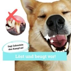 BeG Buddy Zahn Weiß Dental Spray, Zahnpflege & Maulhygiene Hund -Hundebedarf Geschäft 2b26d8c9897450ebcdc3208b54321074a39fd8e8 1457255 de DE d036d3de3fb2bf618dcbd8071c7342bd7ffedc2f5CGqW6