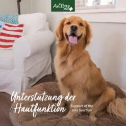 Aniforte Plus Fell & Haut 90 Tabletten 9 Aniforte Plus Fell & Haut 90 Tabletten -Hundebedarf Geschäft 2da2ea83fa248e92ee9acfd2e3f8568c55dcdb31 1455931 de DE 239615c2b00859b7d44aacff60b7aa3d2786ca900XTwAq