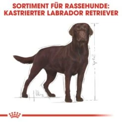 ROYAL CANIN Labrador Adult Sterilisiert 12 Kg -Hundebedarf Geschäft 31e1f6a26267d1a0a69c021124625ae837af3de5 d2e7d1ca570bae873340e636115141da7ec0dc2c