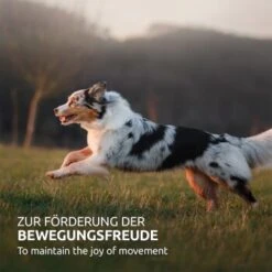 Aniforte Hagebuttenpulver 250 G -Hundebedarf Geschäft 371bde9e3285a4fcb792b2077e7e11efb3fc6444 1477522 de DE dcf8dd31684d03113e4766c6c26a2301e4db72b6Kabo3F
