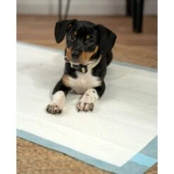 Lionto Welpenunterlage 6-lagig L -Hundebedarf Geschäft 4274421ea2d35125f015c28a49d1a6bdcfc126a3 1665927 de DE 302567d508aecfa59a43e3f8f707de496aef7c58MXzLu8