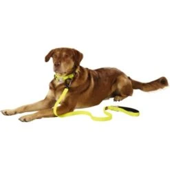 Dogs Creek Leuchtleine Polar Light -Hundebedarf Geschäft 48ec78e33596b92140d6b3398e8f71750d03c13c b92f1359dc8ad4069aab6c61ba7cbbf439b4b6f2