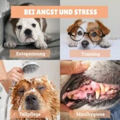 BeG Buddy [2-er] Leckmatte Für Hunde / Katzen, Schleckmatte Mit Saugnäpfen -Hundebedarf Geschäft 4a9b8a291baf5e718e0f4039d5ac92c5afd61fba 1457253 de DE d924f0bb8e68101ebbb22782b82d5b2a367631bd9eQU5p