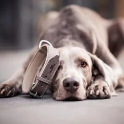 Freudentier Gefüttertes Halsband Aus Leder Dunkelbraun XXL 9 Freudentier Gefüttertes Halsband Aus Leder Dunkelbraun XXL -Hundebedarf Geschäft 5681c55b991ba5be4b6eabd3cb2a68ec937fe256 1421279 de DE 5aab3ac98595ab01747e405ff2dea07414816a97OjhgLr