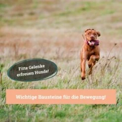 BeG Buddy Gelenk Fit Tabletten 9 BeG Buddy Gelenk Fit Tabletten -Hundebedarf Geschäft 6218f467461529b33e78e061fd5bbfb6d1d2f7da 1457251 de DE a3695c7b63d65681a9295d83a6d1397da5c497d1Hm4zed