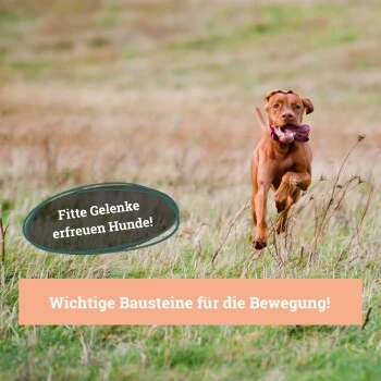 BeG Buddy Gelenk Fit Tabletten 3 BeG Buddy Gelenk Fit Tabletten – Bild 3