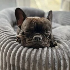 Wallace & Jones Hundebett Cordo Dunkelgrau S -Hundebedarf Geschäft 650358cd3f1512840f1cd8a9a581a4dfbde6e458 1449005 de DE dc5e53058606749041c91f632b2e56fc84c2efc1LzmiN1