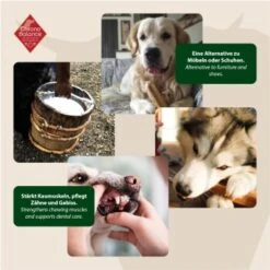 ChronoBalance Kuhmilch Käsestick (S) 2er Paket 8 ChronoBalance Kuhmilch Käsestick (S) 2er Paket -Hundebedarf Geschäft 65acdfc4d357cff24f0306159763c350cf3dbe1a 1418705 de DE 6e5d452c715e3c46c21bd7dd434bb74b98e2078f3ElMqg