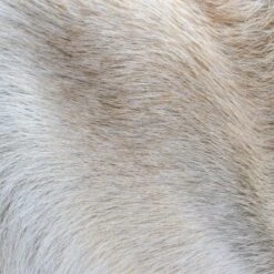 THE DOG IDEA Klassische Hundebürste Naturfibre -Hundebedarf Geschäft 676bdeb1a8deaabc9fd3f5e57dee401f0e69a9f8 1485270 de DE eacaeb5bfae7cf6612554a6aa926d1cc6dfba5918XqumA