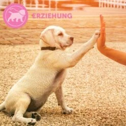 ADAPTIL Junior Halsband Anti Stress Erziehungshalsband -Hundebedarf Geschäft 67b89bee3850f699c65a5983d0d06574d2ec9208 1287044 7