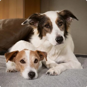 SELECT GOLD Complete Milk-Set Junior Inkl. Milchflasche & Löffel 400g 3 SELECT GOLD Complete Milk-Set Junior Inkl. Milchflasche & Löffel 400g – Bild 3