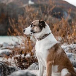 THE DOG IDEA Boho-Chic Halsband Mokka L -Hundebedarf Geschäft 6b49a99aa143d54502c8eb3ec2408952c563ffa4 1485274 de DE 1df4c97abf7367170a94b9b3059f319b00fb78f7T5UAow