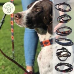 Kipita Polo Hundeleine Lively -Hundebedarf Geschäft 723664551049d07ec68d4460c73d9e010a1f061e 1410956 de DE 625a832dcf10b95b1e48e9321358f0ba1de3b45ee0gteQ