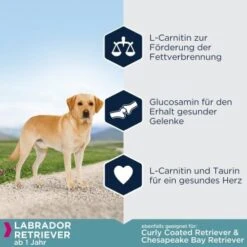 EUKANUBA Breed Specific Labrador Retriever 12 Kg -Hundebedarf Geschäft 7759d7148bcca10f74cbba4e63a8bc8e7586a20c 5eddc324ca4cd16b661e8f0f956a0577e0140b3a