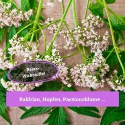 BeG Buddy Beruhigungsmittel Anti Stress 7 BeG Buddy Beruhigungsmittel Anti Stress -Hundebedarf Geschäft 7c3846491df427de932f09e57699b9a6d324d947 1457250 de DE c55bd45ac79813393a79e368d342148cdba9e2f0PJmATI