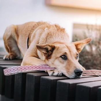 THE DOG IDEA Boho-Chic Hundeleine June 1,2 M 3 THE DOG IDEA Boho-Chic Hundeleine June 1,2 M – Bild 3