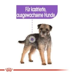 ROYAL CANIN Mini Sterilised 8 Kg -Hundebedarf Geschäft 888ecb70e28e9e0430e65732e66adfe151b1387c 1f75de8a24762a98458f9a1011ca31f8459ade9b