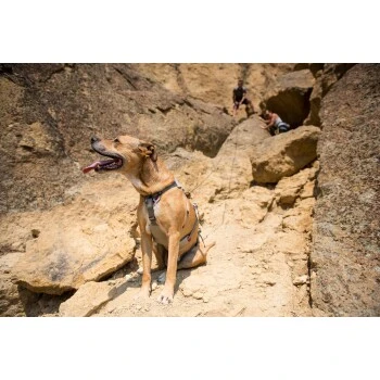 Ruffwear DoubleBack™ Geschirr M 7 Ruffwear DoubleBack™ Geschirr M – Bild 7