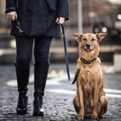 THE DOG IDEA Biothane Halsband Gold Schwarz XS -Hundebedarf Geschäft 8ddedca011f4465b89a67cdd575d32d27528992a 1655410 de DE 01b2176a917ca11ea55be7a01d9a2ab678a246c6KAKUAt