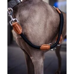 Freudentier Runde Hundeleine Aus Nylon -Hundebedarf Geschäft 942823ebee2576e7111c9820cf93fb6b8f379a00 1427873 de DE f4a19ef1aa2e778fccfb3d16d99a43d437f8d911gIlxrp