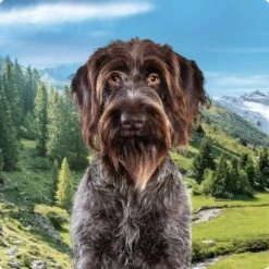 REAL NATURE Country Selection Andalusia Rind Mit Spanischem Kaninchen 12 Kg -Hundebedarf Geschäft 994f675da00c981c1590f6030ee7cf430d718038 1237409004 de DE Real Nature Selection Dog Bild