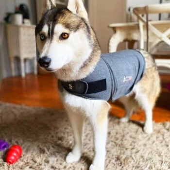 Thundershirt Beruhigungsweste Grau XS 10 Thundershirt Beruhigungsweste Grau XS – Bild 10