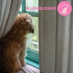 ADAPTIL Junior Halsband Anti Stress Erziehungshalsband -Hundebedarf Geschäft 9bbf7e6f41f83b5fa8b29d667d967c1e0968de59 1287044 8