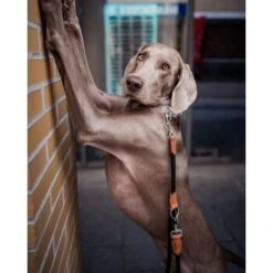 Freudentier Runde Hundeleine Aus Nylon -Hundebedarf Geschäft 9cbd0550c75e6e7ab6562d5bbd4475b7b3c6b488 1427873 de DE 472ebf10a10bf729294893bbc003b2304641279cnmtH3L