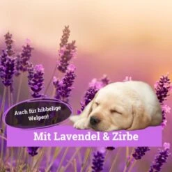 BeG Buddy Körbchen Spray Beruhigung Stress -Hundebedarf Geschäft 9d7bd8e422fc117daaa45f2eadc4e2e342f5d199 1669471 de DE 146feb38dd17e6baa3c59778f26e903482106de9cso8xz