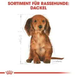 ROYAL CANIN Dachshund Puppy 1,5 Kg 11 ROYAL CANIN Dachshund Puppy 1,5 Kg -Hundebedarf Geschäft 9ef2cd452233701ce9cb5c54b3fa30a00f10bbd2 54bf92544bc0421cc474412f71304ef9aa928d8a