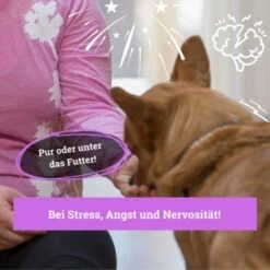 BeG Buddy Beruhigungsmittel Anti Stress 9 BeG Buddy Beruhigungsmittel Anti Stress -Hundebedarf Geschäft b103d91cb68ed72492e1a80be5084c66da746197 1457250 de DE 08609e0fa51d07263b2814ccdd31d9130bc0e999N5hPoA