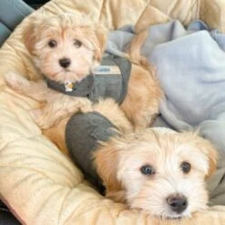 Thundershirt Beruhigungsweste Grau XS 18 Thundershirt Beruhigungsweste Grau XS -Hundebedarf Geschäft b73ccfbb685e050e9f2290d960047b91d2dcc354 1102942 3