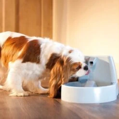 PetSafe Drinkwell Trinkbrunnen Original, 1,5 Liter -Hundebedarf Geschäft cb67b5accb6fdd9ec3530e007fd4ef1689efc995 0a695b0c941d72c4fef9fa23bc6300c73cab799d
