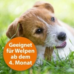 Ardap Spot-On Für Hunde M -Hundebedarf Geschäft cc8226a4311440444ba61845d05b9ea4b0fb5388 1150898 de DE eaa998d5d9a4dddabb20499675a876ce02b34af5Ub2MBM