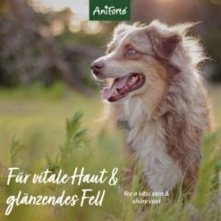 Aniforte Neemöl Shampoo 500ml -Hundebedarf Geschäft ce948f91b9ae176fa2fd6c27a4f69b5ac9635eb2 1429322 de DE 572e230cba8eea55d11a8cb82f155ecd76826ed2w5VJ2o