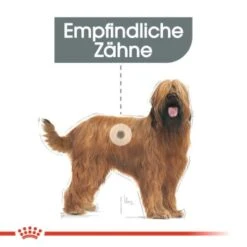 ROYAL CANIN Dental Care Maxi 9 Kg -Hundebedarf Geschäft d879558a27b10927060f06ffe48b3b16c9a5fa05 1a0c53f3ef6bd0e9059362423d9c09b49ac2d8c6