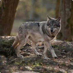 REAL NATURE WILDERNESS Mini Adult Mischfütterungs-Set 7tlg. -Hundebedarf Geschäft d8df16d01d44eca47dceb4029baf88ff4ded8402 1248542 de DE Real Nature Wilderness Dog bild 2