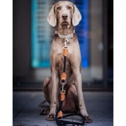 Freudentier Runde Hundeleine Aus Nylon -Hundebedarf Geschäft e043e3babe1da676083594f11784249ed4e700a3 1427873 de DE 7614b620bfe486fc2f3e63c25887ac1926715cda6Q1ahb