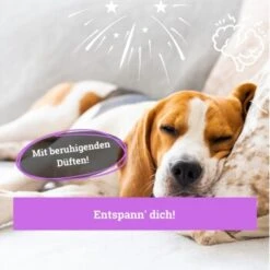 BeG Buddy Körbchen Spray Beruhigung Stress -Hundebedarf Geschäft ed46f42d90e9c2090e66970bc3c9598896831909 1669471 de DE 768bad740b864a3e328c301b094e7af58dea17cfBPOCDN