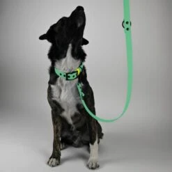 THE DOG IDEA Biothane Hundeleine Mint -Hundebedarf Geschäft f782e63c3994ca14df223cec88aaa339806a5961 1679158 de DE a444acbc611c3019faf0367530802dc2b00c59ddhNediU