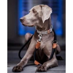 Freudentier Runde Hundeleine Aus Nylon -Hundebedarf Geschäft f8f256cdaeb1acde6809a45a599bd9fdb3390343 1427873 de DE 6abe2bc9d23b4a9d0cec286f93299c2255c7c0f6NATb9C